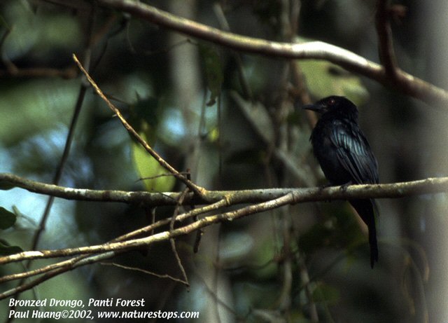 Panti Forest Reserve, Johor, Malaysia - 2002 © Paul Huang