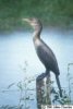 Pantanal, Mato Grosso, Brazil - Nov, 1993 © Allen Chartier