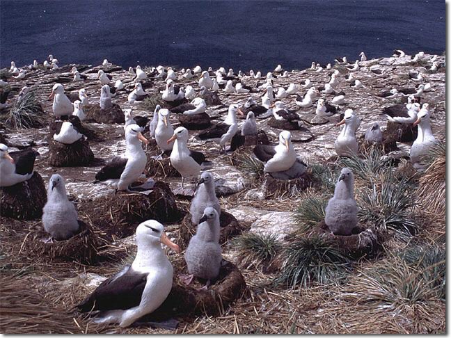 New Island, Falkland Islands - Feb, 2001 © Stuart MacKay