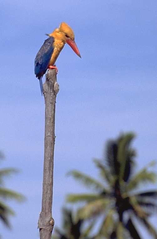 Kinabatangan River, Borneo, Malaysia - Aug, 1996 © Giuliano Gerra and Silvio Sommazzi
