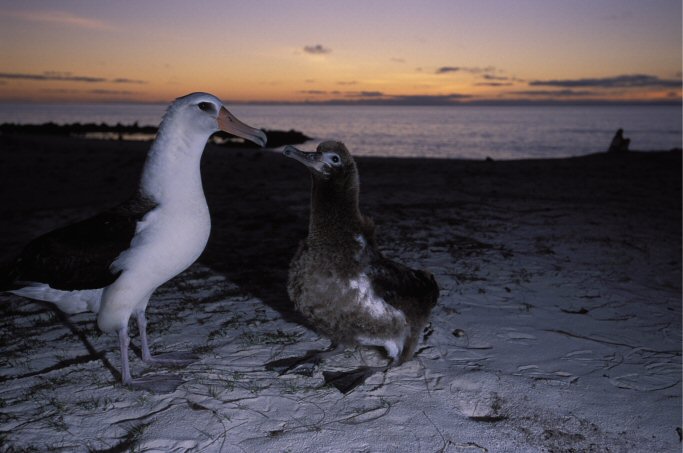 Midway Atoll National Wildlife Refuge, Hawaii, USA - Date unknown Courtesy of Ryan Hagerty/USFWS