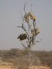 Cheetah Conservation Fund, Namibia - Jul, 2004 © Dan Marsh