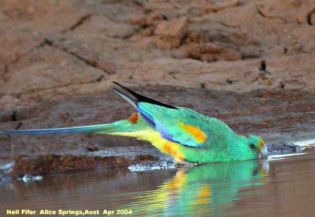 Alice Springs, Northern Territory, Australia - Apr, 2004 © Neil Fifer