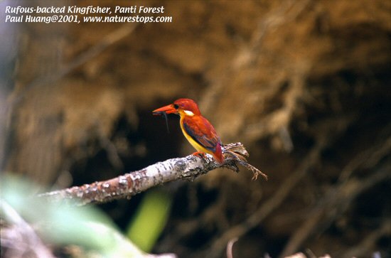 Panti Forest Reserve, Johor, Malaysia - 2001 © Paul Huang