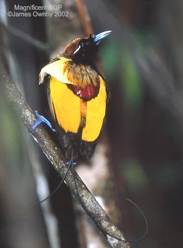 near Herowana, Eastern Highlands, Papua New Guinea - Aug 9, 2002 © James Ownby