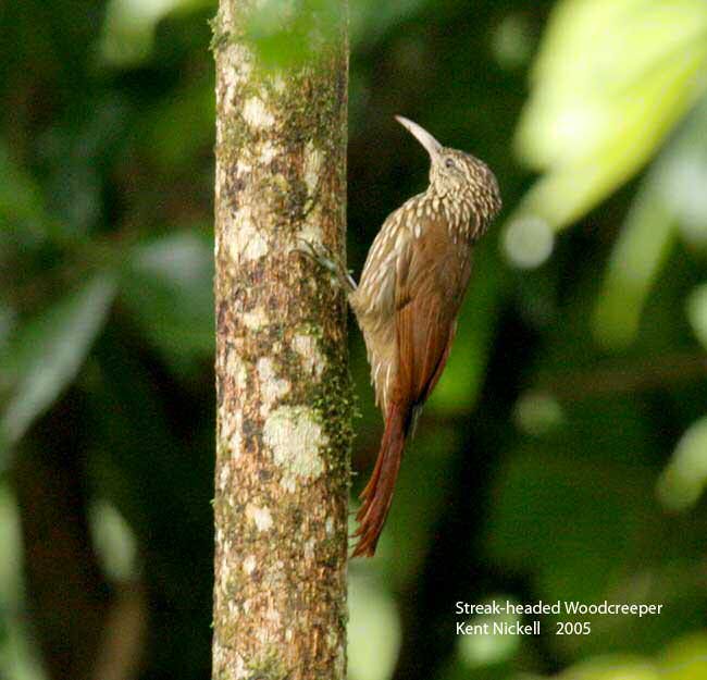 La Selva Biological Station, Costa Rica - Feb 9, 2005 © Kent Nickell