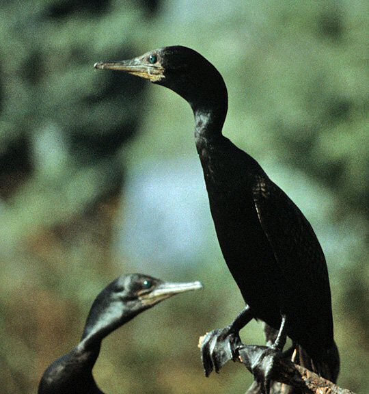 Keoladeo National Park, Bharatpur, Rajasthan, India - Nov 25, 1980 © Dennis Paulson