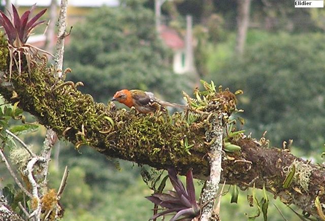 Guayabo National Park, Turrialba County, Cartago Province, Costa Rica - Aug 13, 2006 © Elidier Vargas