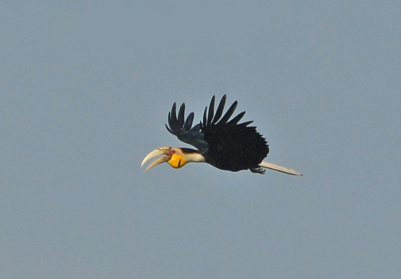 Nameri Wildlife Sanctuary, Assam, India - Apr, 2008 © Nikhil Devasar