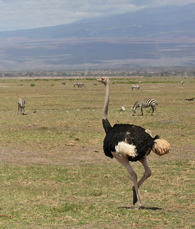 Amboseli National Park, Kenya - Jun 13, 2009 © Glen Tepke